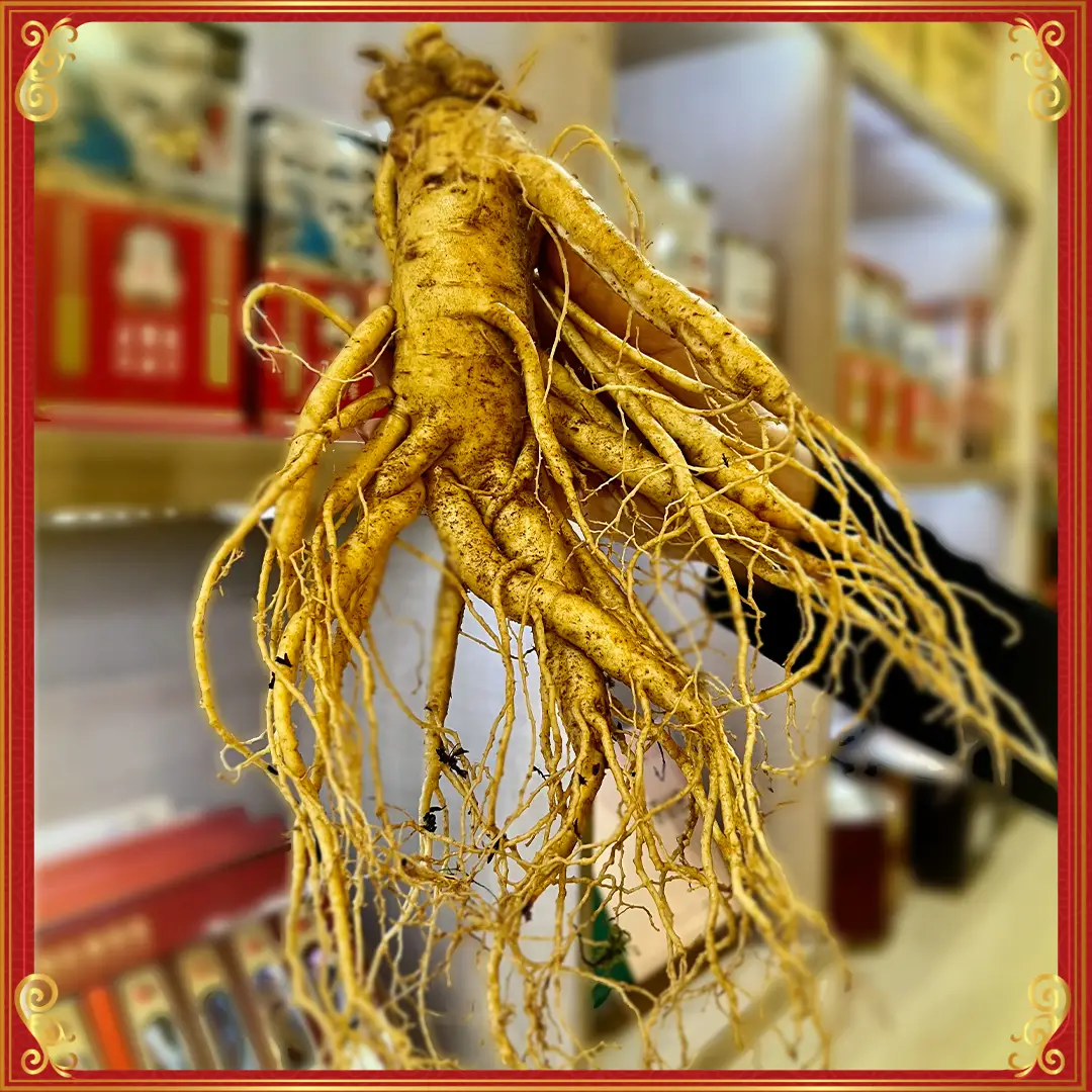 AVT_Nhân Sâm Tươi Hàn Quốc Cao Cấp 6 Năm Tuổi Loại 5 Củ 1 Kg