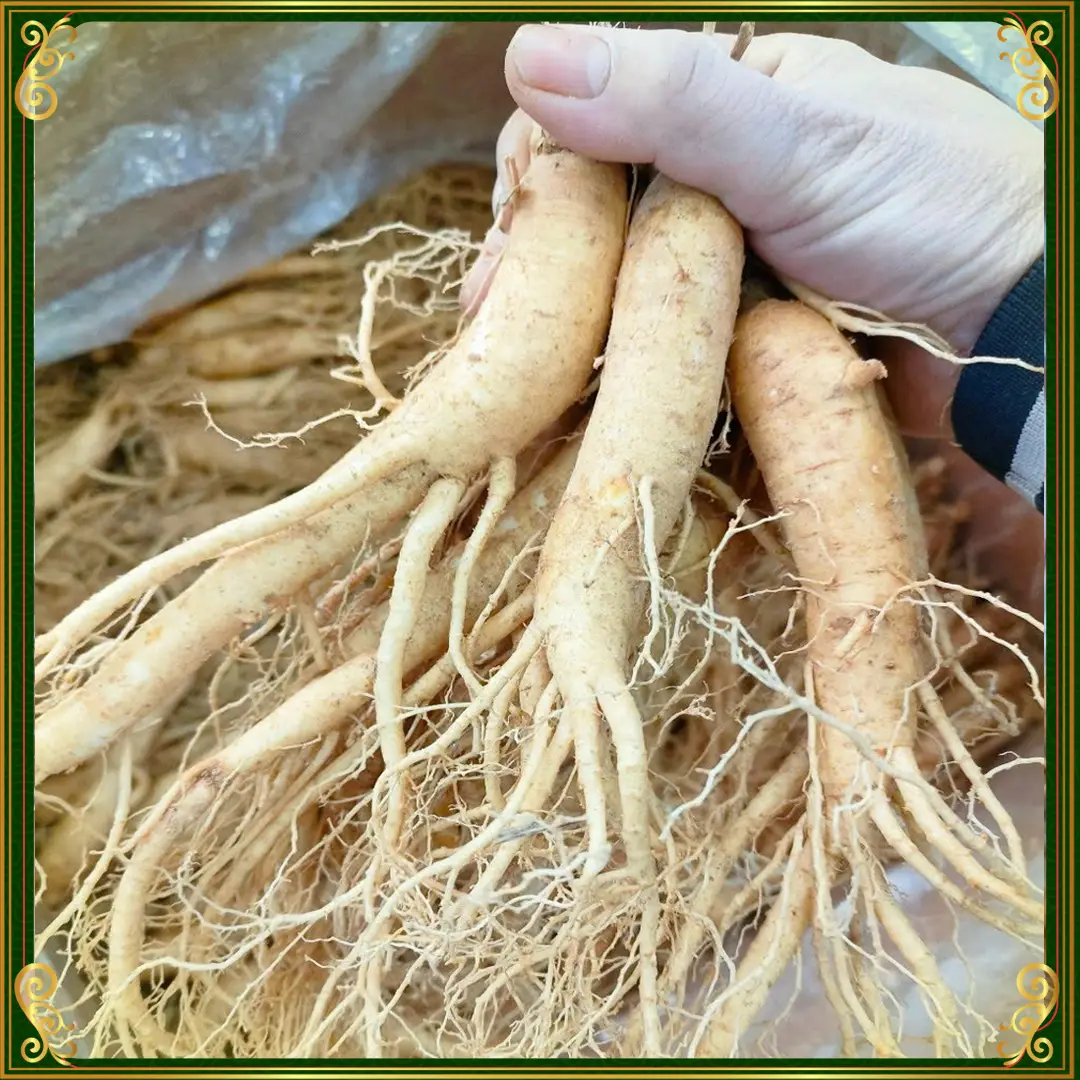ava_Nhân Sâm Tươi Hàn Quốc Loại 10 Củ kg