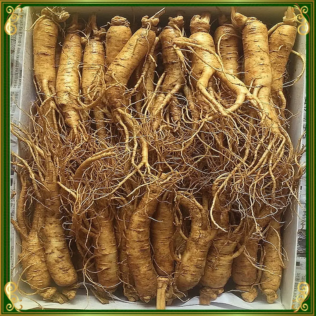 avt_Nhân Sâm Tươi Hàn Quốc Loại 12 Củ kg