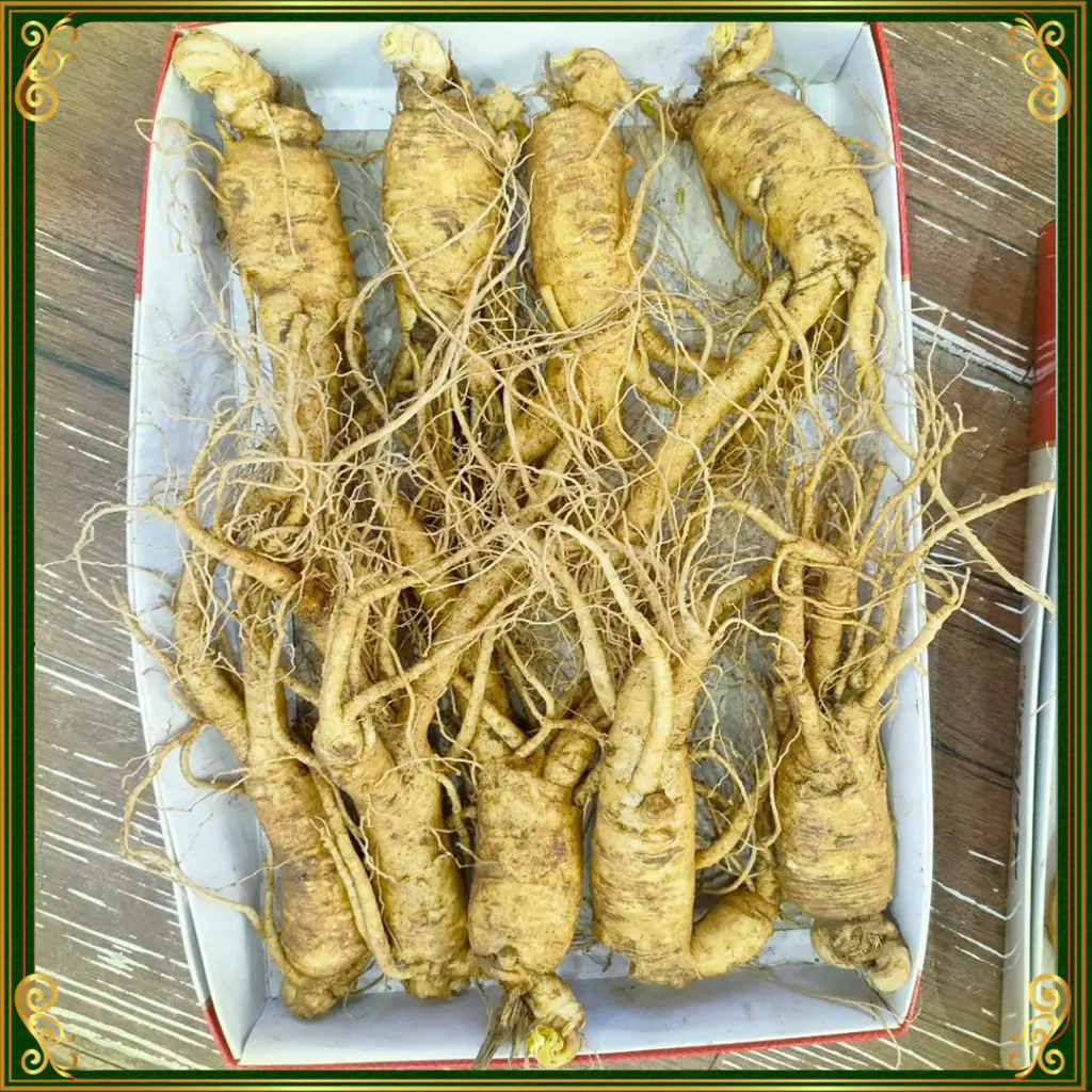 Nhân Sâm Tươi Hàn Quốc Loại 9 Củ  / kg