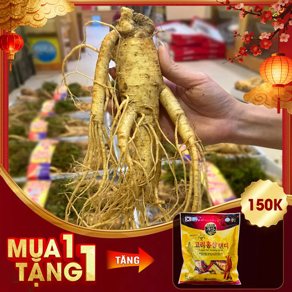Nhân Sâm Tươi Hàn Quốc 6 Năm Tuổi VIP 1 Loại 6 Củ / kg