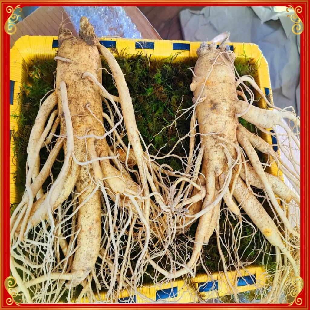 Nhân Sâm Tươi Hàn Quốc 6 Năm Tuổi VIP 1 Loại 2 Củ / 1kg