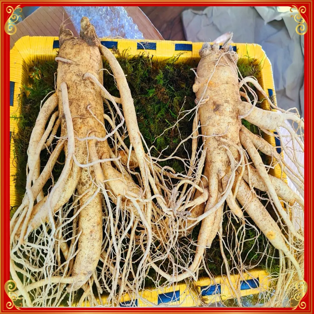 ava1_Nhân Sâm Tươi Hàn Quốc 6 Năm Tuổi VIP 1 Loại 2 Củ 1kg